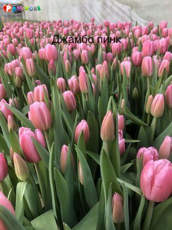 Тюльпан Jumbo Pink (Джамбо Пинк) розовые Тюльпан Jumbo Pink (Джамбо Пинк) розовые