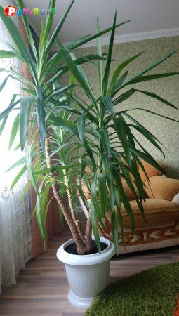Юкка комнатная большая Юкка комнатная большая