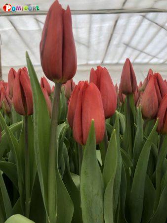 Живые цветы недорого оптом к Женскому празднику