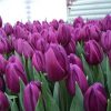 Свежий срез тюльпанов к 8 Марта оптом