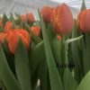 Тюльпаны свежие оптом от 500 шт