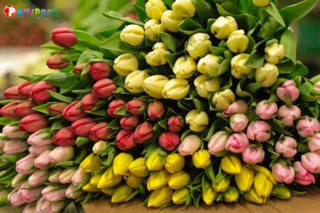Качественные Тюльпаны выгодно оптом в Минске