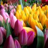 Тюльпаны реализуем оптом к 8 Марта