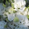 Эустома (Лизиантус) цветы от производителя